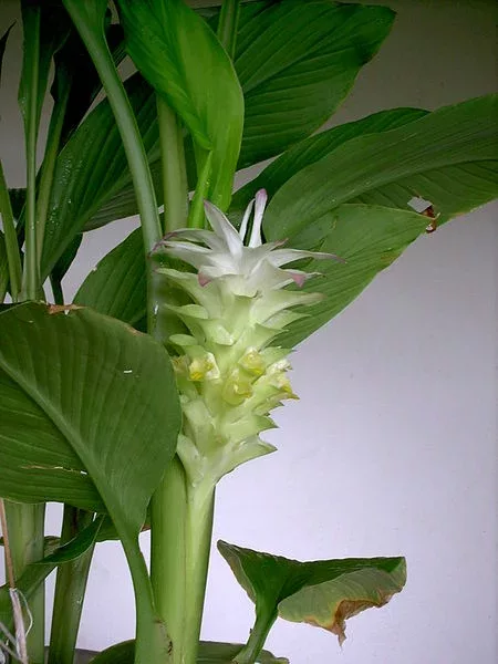 curcuma en fleur