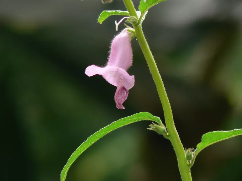 Sesamum indicum en fleur