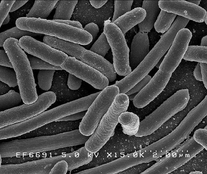 escherichia_coli_niaid