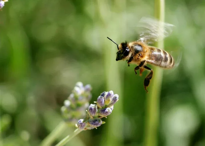 abeille ogm gmo bee conseil scientifique haut conseil biotechnologies