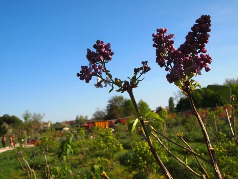 fleur parc lilas vitry sur seine circuits courts proximite bio solidaires fnab