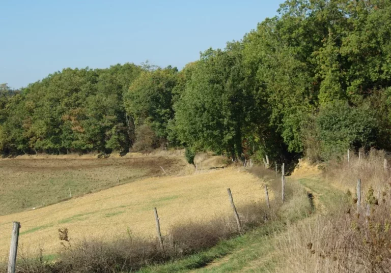 chemin de campagne