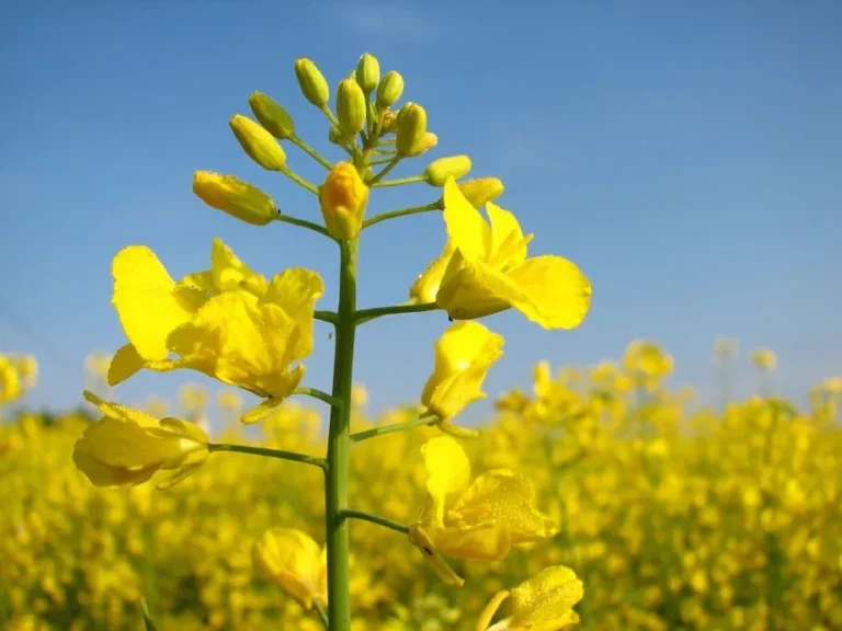 fleur de colza dans un champ agrocarburant