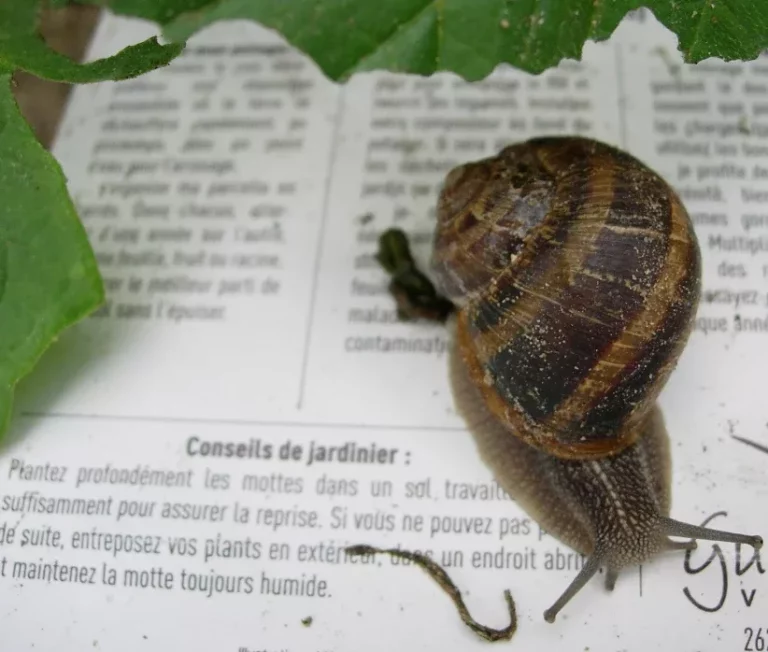 escargot concretement bio angers bio consom'acteurs jardinage