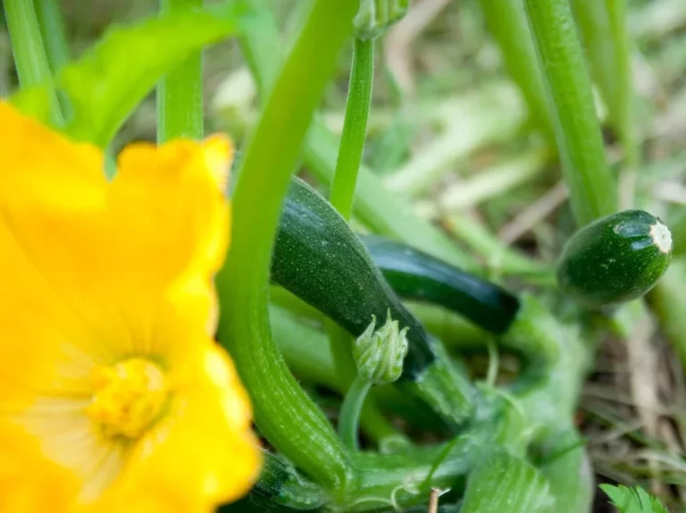 courgette_et_fleur_cc