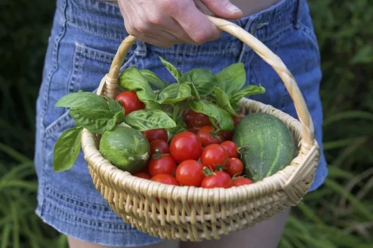 panier fruits et légumes