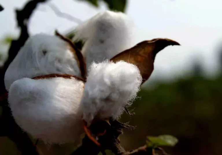 coton bt cotton ogm gmo genetically modified organism genetiquement modifie