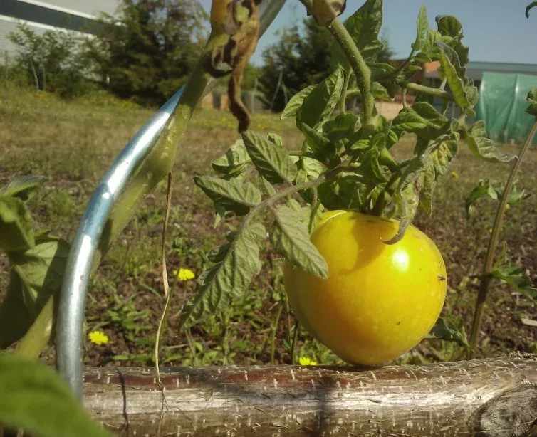 tomate_jaune_cc