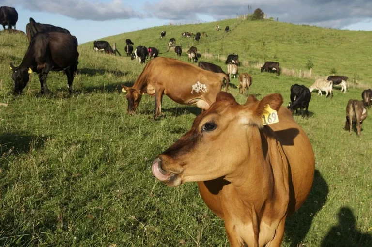 vaches à lait royaume uni