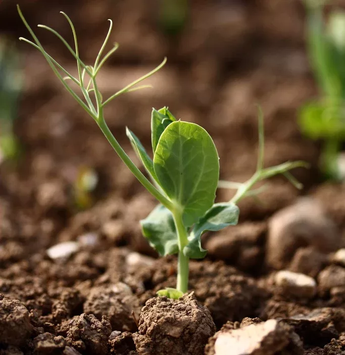 plantule nouveau monde en marche muratet godinot