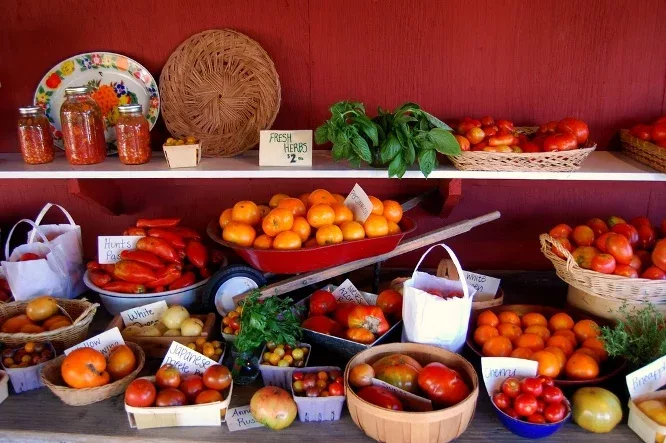 tomates anciennes - image libre de droits