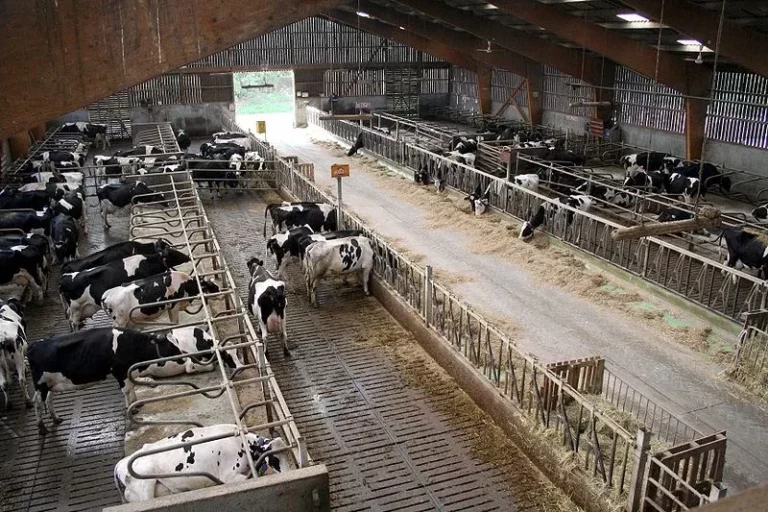 Vaches laitières sur caillebottis libre - ferme expérimentale de Thiverval Grignon