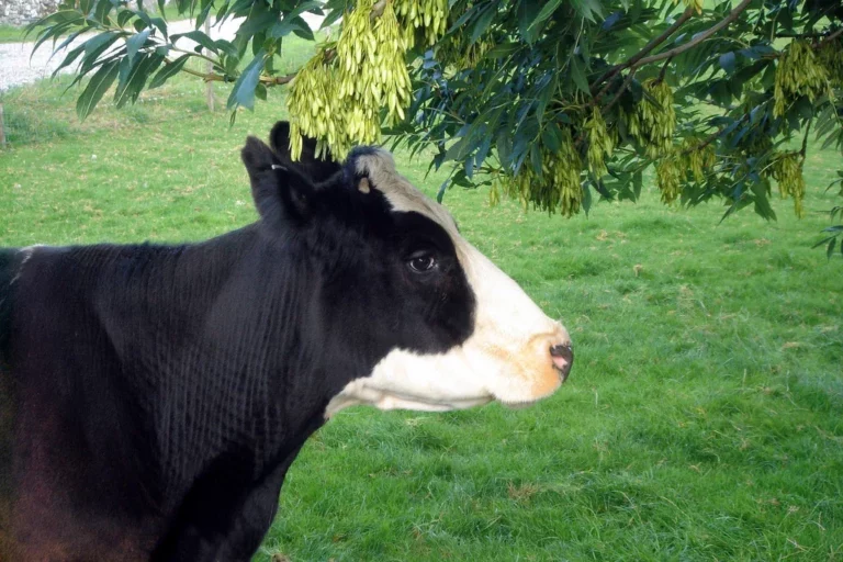 vache laitière