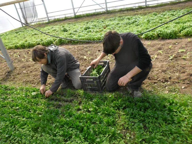 les Jardins du Giessen, jardin bio d'insertion en Alsace