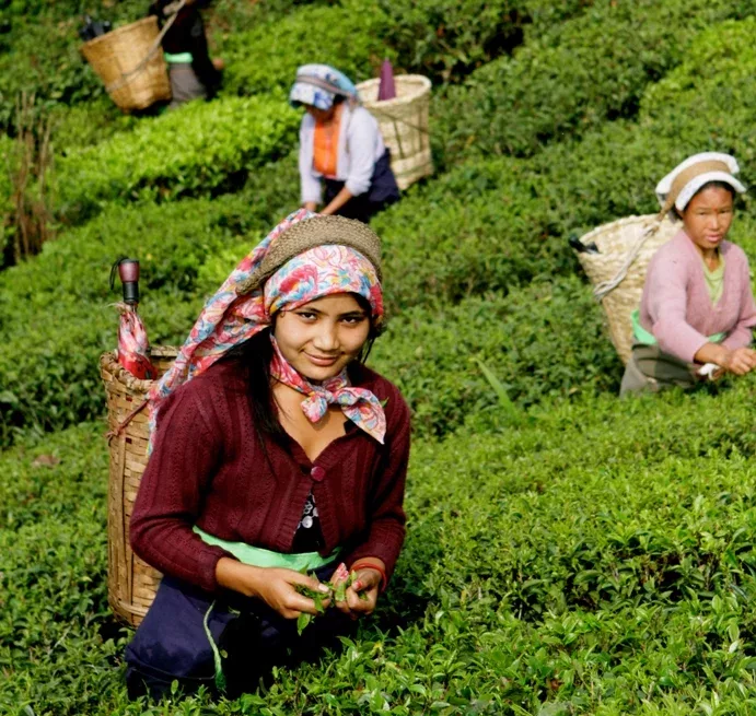 groupe de cueilleuses de thé - plantation de Selimbong, Darjeeling, Inde. Crédit photo: Jardins de Gaïa