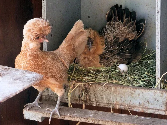 poules couvaison