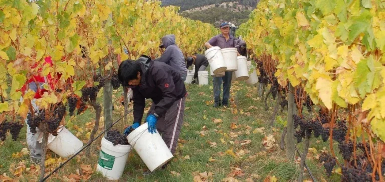 vendanges à la main