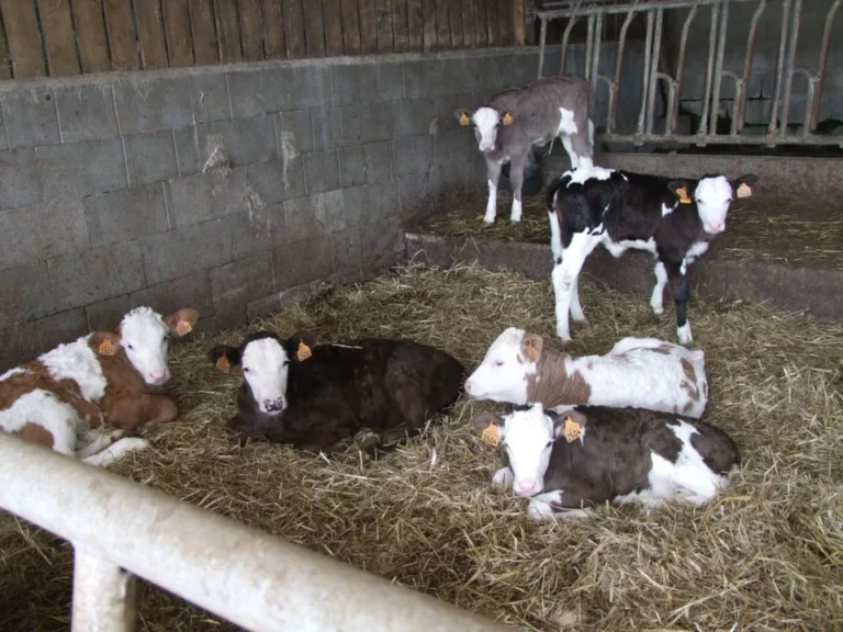 Ferme laitière bio de M. Gérard Lepage - Génisses - crédit Diana Semaska