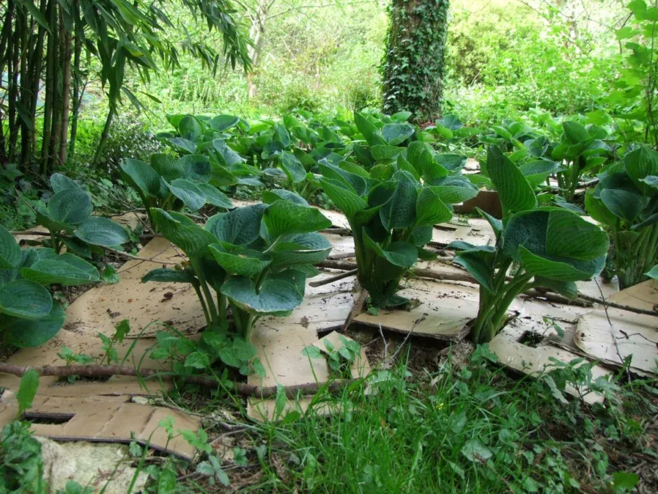 Hosta - crédit Diana Semaska Hosta - crédit Diana Semaska