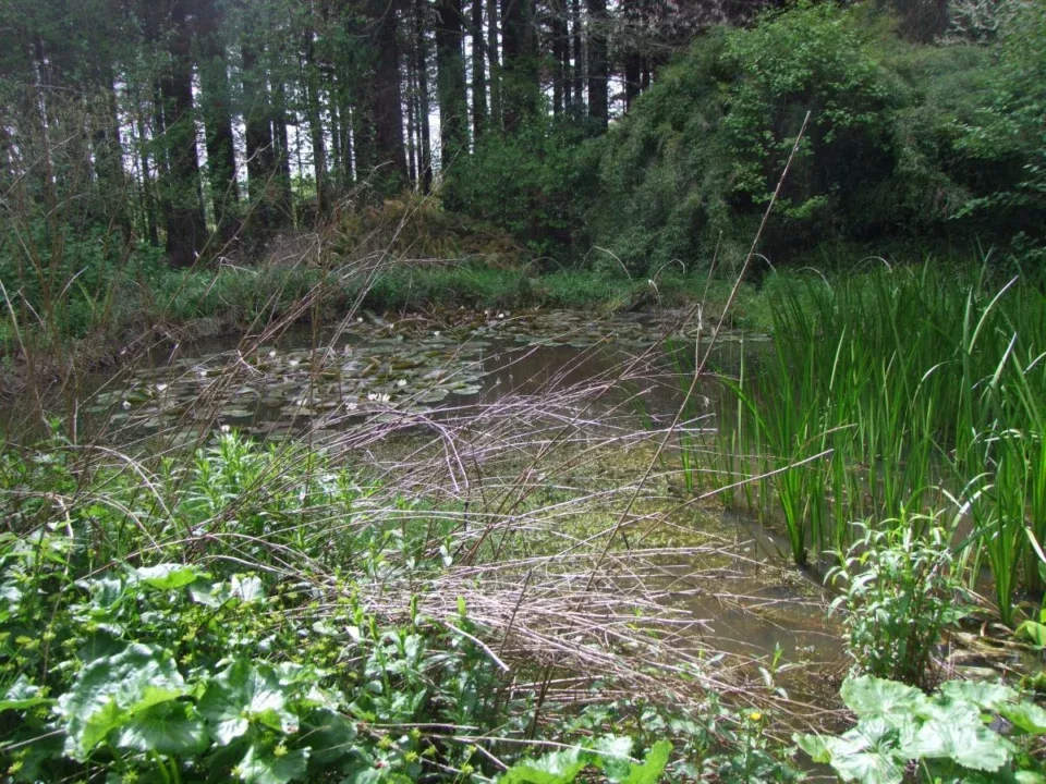 La mare est pleine de grenouilles, qui se nourrissent des limaces - crédit Diana Semaska