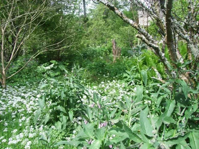 Difficile de nommer toutes les plantes qu'il y a dans la forêt jardin de Martin Crawford - crédit Diana Semaska