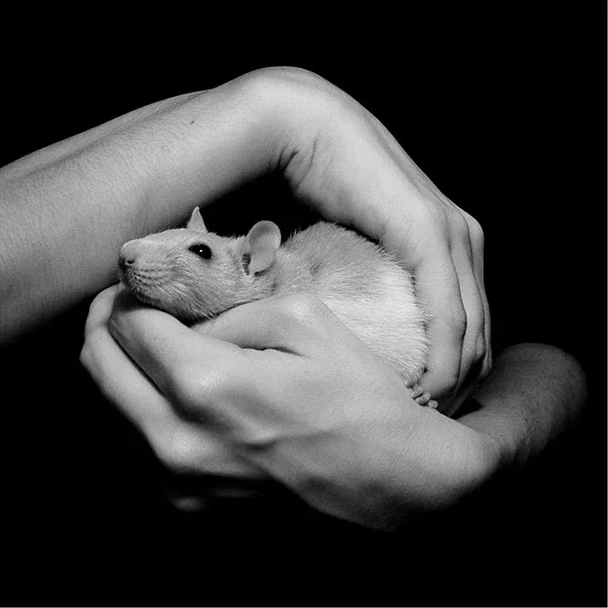 rat - Creative commons