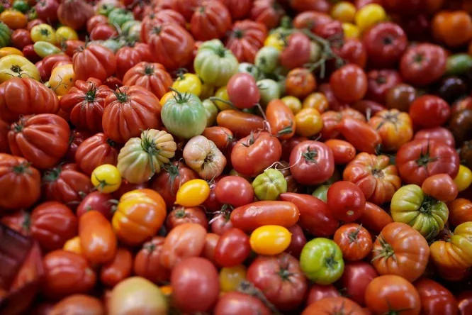 tomates variétés anciennes jacques caplat expressions intérêt collectif