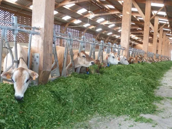 Vaches en stabulation à la ferme de Bernard Gaborit - crédit Bio Consom'acteurs Pays d'Angers