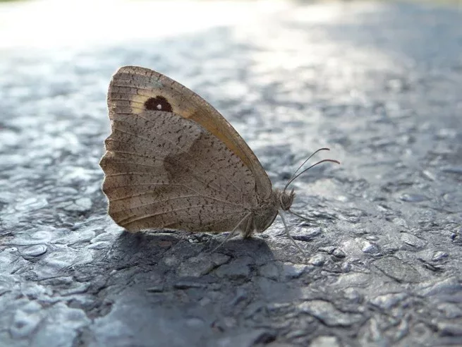 Papillon dans la forêt de Sivens - crédit Sandrine Rouja