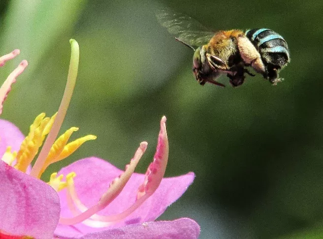 abeille - crédit Michael MK Khor