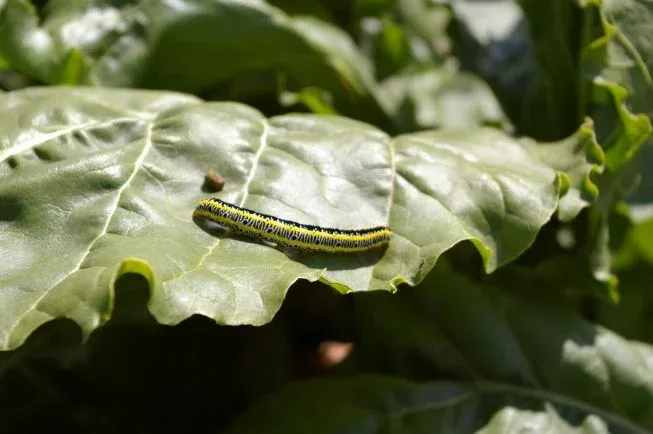 chenille - credit Northwest College Agriculture