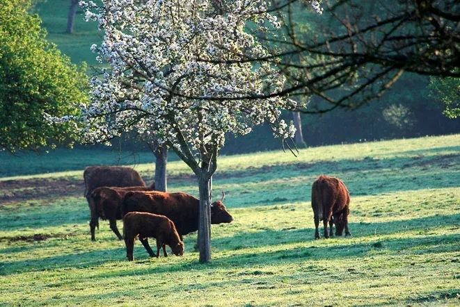 pré-verger de Normandie - crédit agroof