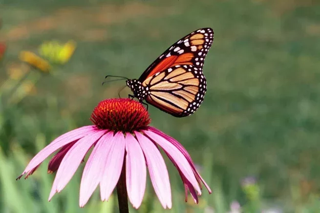 papillon_fleur_credit_us_department_of_agriculture