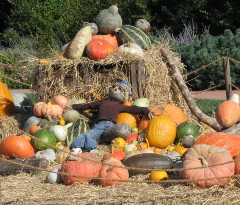 courges