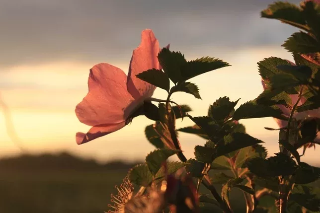 fleur d'églantier - credit Jaanus Silla