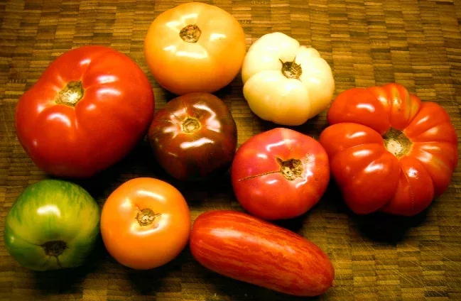 tomates_varietes_cc