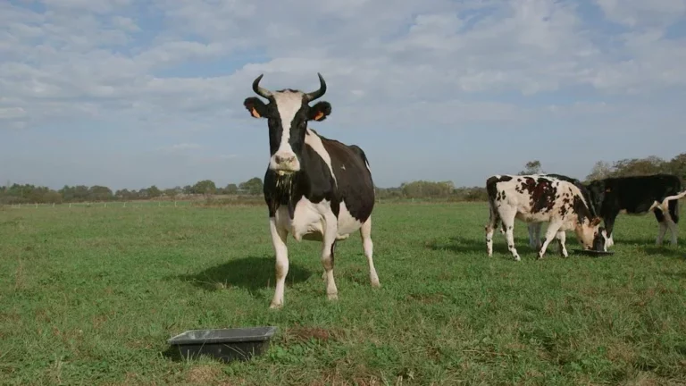 Le veau la vache et le territoire de Patrice Gérard