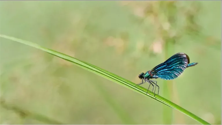 Demoiselle - crédit photo Pierre Kessler