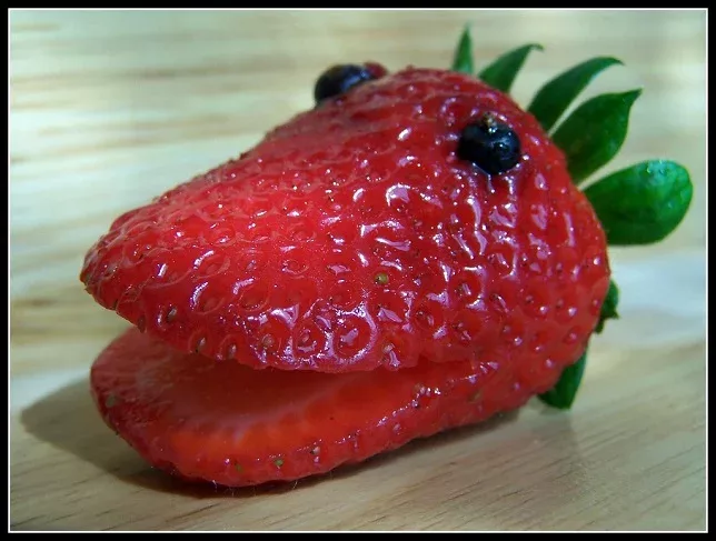 fraise crocodile