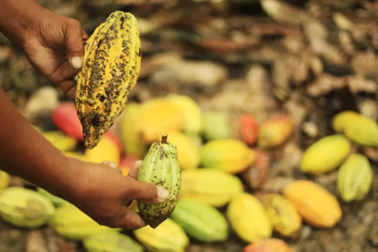 cacao_-_cabosses_-_credit_world_agroforestry_center