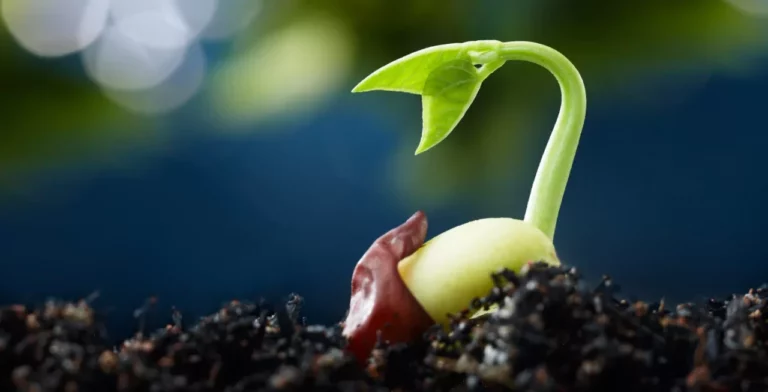 Germination - Credit photo US Department of Agriculture