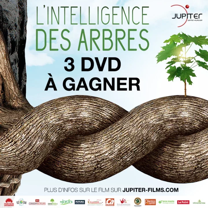 jeu-concours-gagnez-des-dvd-du-film-lintelligence-des-arbres