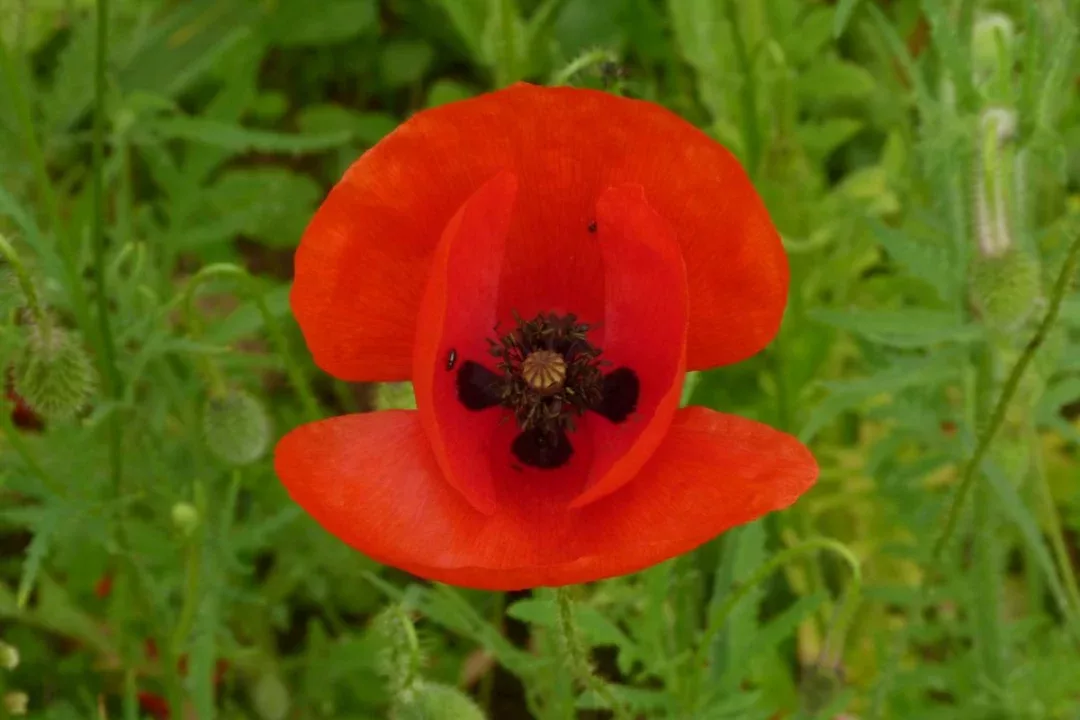 L'appel des coquelicots