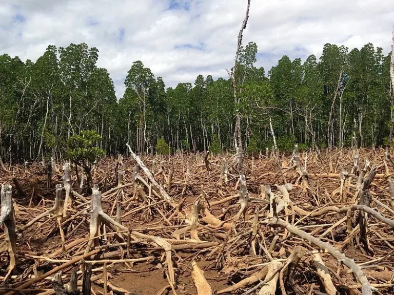 madagascar_deforestation