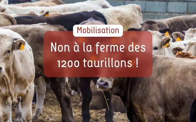 ferme_taurillons